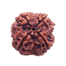 Dark Brown 4 Mukhi Rudraksha Bead - Wisdom of Brahma | Brahmatells - BrahmatellsStore