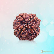 Dark Brown 4 Mukhi Rudraksha Bead - Wisdom of Brahma | Brahmatells - BrahmatellsStore
