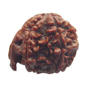 Divine Ganesh Rudraksha Java - Lord Ganesha's Auspicious Blessings | Brahmatells - BrahmatellsStore
