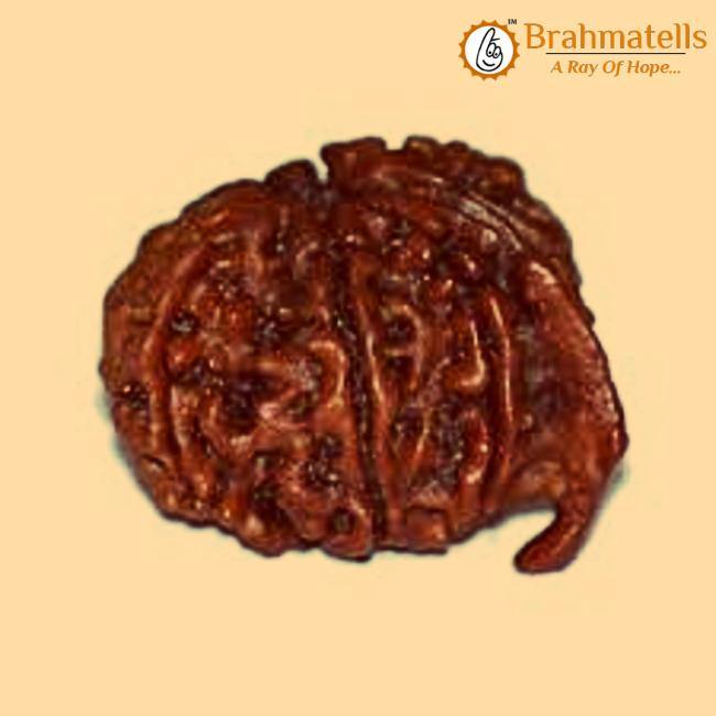 Divine Ganesh Rudraksha Java - Lord Ganesha's Auspicious Blessings | Brahmatells - BrahmatellsStore