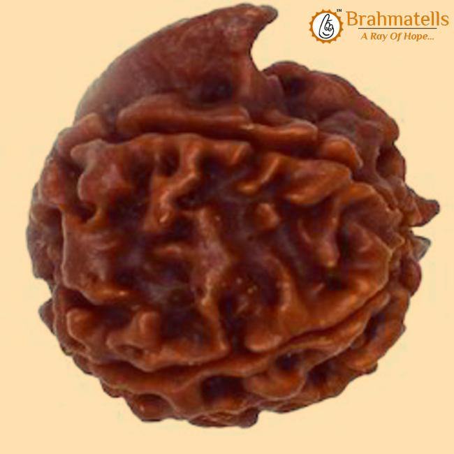 Divine Ganesh Rudraksha Java - Lord Ganesha's Auspicious Blessings | Brahmatells - BrahmatellsStore