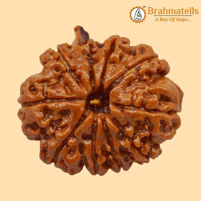 Divine Ganesh Rudraksha Java - Lord Ganesha's Auspicious Blessings | Brahmatells - BrahmatellsStore