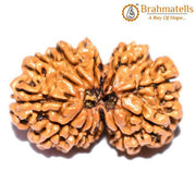 Divine Harmony Gauri Ganesh Rudraksha Java - Strengthen Family Bonds | Brahmatells - BrahmatellsStore
