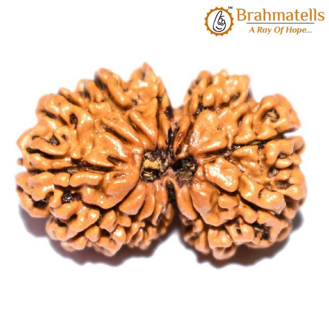 Divine Harmony Gauri Ganesh Rudraksha Java - Strengthen Family Bonds | Brahmatells - BrahmatellsStore