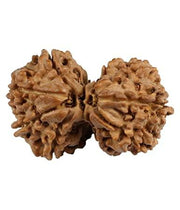 Divine Union Gauri Ganesh Rudraksha Java - Balance & Harmony | Brahmatells - BrahmatellsStore
