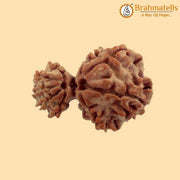 Divine Union Gauri Ganesh Rudraksha Java - Balance & Harmony | Brahmatells - BrahmatellsStore