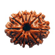 Eleven Mukhi Rudraksha for Spiritual Mastery & Protection | Brahmatells - BrahmatellsStore