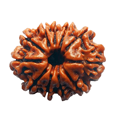 Eleven Mukhi Rudraksha for Spiritual Mastery & Protection | Brahmatells - BrahmatellsStore