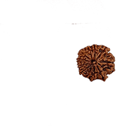 Eleven Mukhi Rudraksha for Spiritual Mastery & Protection | Brahmatells - BrahmatellsStore