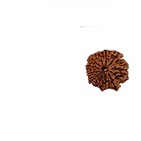 Eleven Mukhi Rudraksha for Spiritual Mastery & Protection | Brahmatells - BrahmatellsStore