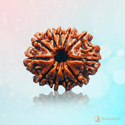 Eleven Mukhi Rudraksha for Spiritual Mastery & Protection | Brahmatells - BrahmatellsStore