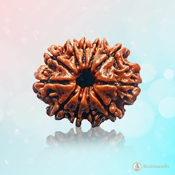 Eleven Mukhi Rudraksha for Spiritual Mastery & Protection | Brahmatells - BrahmatellsStore