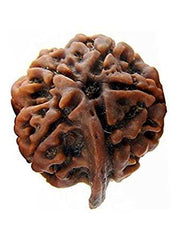 Embrace Lord Ganesha's Wisdom with Ganesh Rudraksha | Brahmatells - BrahmatellsStore
