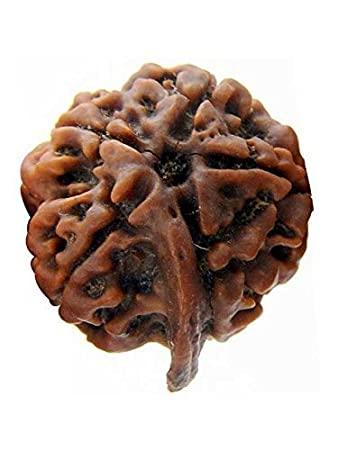 Embrace Lord Ganesha's Wisdom with Ganesh Rudraksha | Brahmatells - BrahmatellsStore