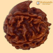 Embrace Lord Ganesha's Wisdom with Ganesh Rudraksha | Brahmatells - BrahmatellsStore
