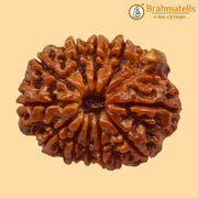Embrace Lord Ganesha's Wisdom with Ganesh Rudraksha | Brahmatells - BrahmatellsStore