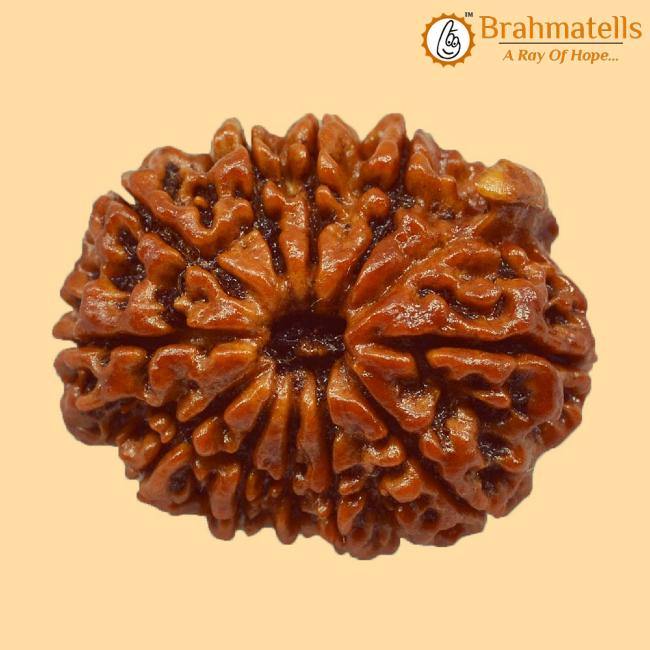Embrace Lord Ganesha's Wisdom with Ganesh Rudraksha | Brahmatells - BrahmatellsStore