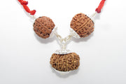 Enhance Career Prospects with Rudraksha for Salary Increment | Brahmatells - BrahmatellsStore