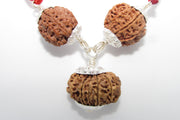Enhance Career Prospects with Rudraksha for Salary Increment | Brahmatells - BrahmatellsStore