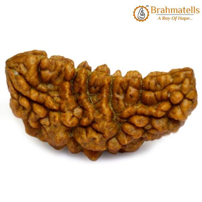 Exclusive 1 Mukhi Java Rudraksha - Manifestation of Lord Shiva's Essence | Brahmatells - BrahmatellsStore