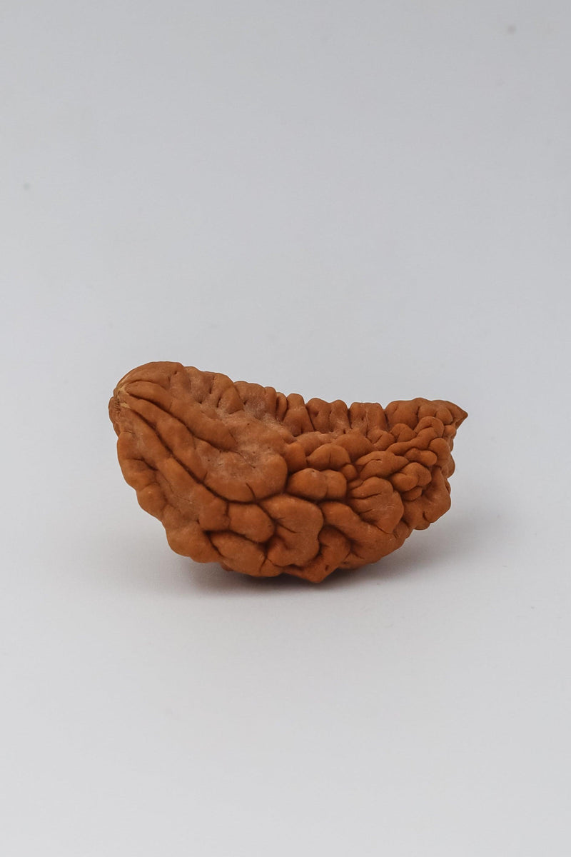 Exclusive One Mukhi Rudraksha Pendant in Reddish-Brown - Emblem of Shiva's Wisdom | Brahmatells - BrahmatellsStore