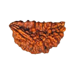 Exclusive One Mukhi Rudraksha Pendant in Reddish-Brown - Emblem of Shiva's Wisdom | Brahmatells - BrahmatellsStore