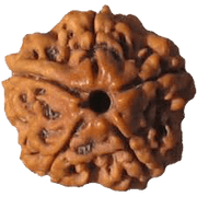 Five Mukhi Rudraksha Bead - Spiritual Harmony & Health | Brahmatells - BrahmatellsStore
