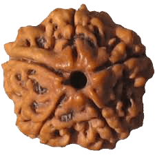 Five Mukhi Rudraksha Bead - Spiritual Harmony & Health | Brahmatells - BrahmatellsStore