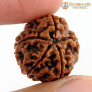 Five Mukhi Rudraksha Bead - Spiritual Harmony & Health | Brahmatells - BrahmatellsStore