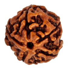 Five Mukhi Rudraksha Bead - Spiritual Harmony & Health | Brahmatells - BrahmatellsStore