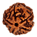 Five Mukhi Rudraksha Bead - Spiritual Harmony & Health | Brahmatells - BrahmatellsStore