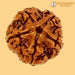 Five Mukhi Rudraksha Bead - Spiritual Harmony & Health | Brahmatells - BrahmatellsStore