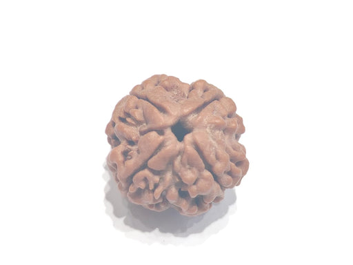 Four Mukhi Rudraksha Bead - Enlightenment & Wisdom | Brahmatells - BrahmatellsStore