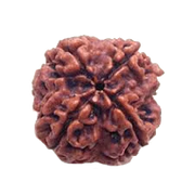 Four Mukhi Rudraksha Bead - Enlightenment & Wisdom | Brahmatells - BrahmatellsStore