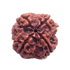 Four Mukhi Rudraksha Bead - Enlightenment & Wisdom | Brahmatells - BrahmatellsStore