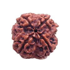 Four Mukhi Rudraksha Bead - Enlightenment & Wisdom | Brahmatells - BrahmatellsStore