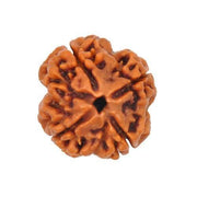 Four Mukhi Rudraksha Bead - Enlightenment & Wisdom | Brahmatells - BrahmatellsStore