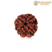 Four Mukhi Rudraksha Bead - Enlightenment & Wisdom | Brahmatells - BrahmatellsStore