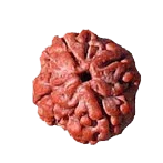 Four Mukhi Rudraksha Bead - Enlightenment & Wisdom | Brahmatells - BrahmatellsStore