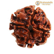 Four Mukhi Rudraksha Bead - Enlightenment & Wisdom | Brahmatells - BrahmatellsStore