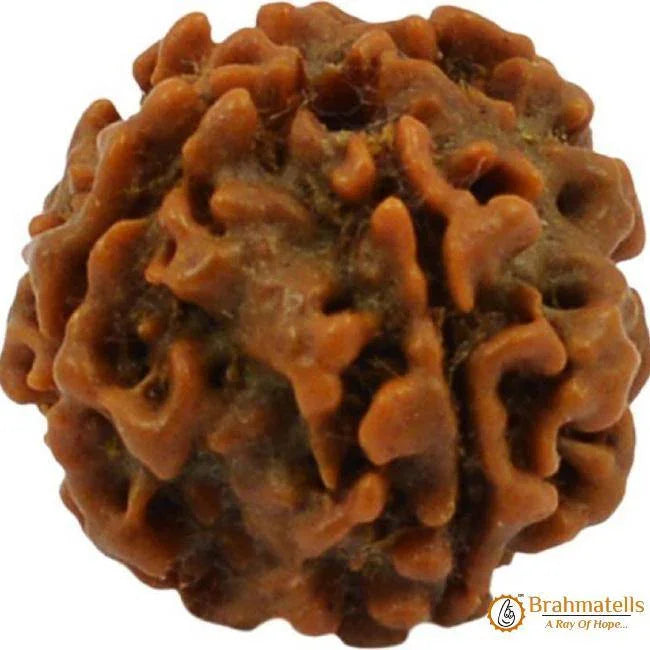 Four Mukhi Rudraksha Bead - Enlightenment & Wisdom | Brahmatells - BrahmatellsStore