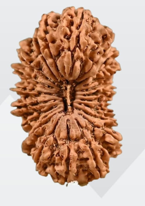 21 Mukhi Rudraksha from Nepal - Kubera's Blessing for Prosperity | Brahmatells