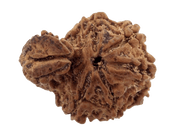 Ganesh Rudraksha - Divine Blessings of Lord Ganesha | Brahmatells - BrahmatellsStore