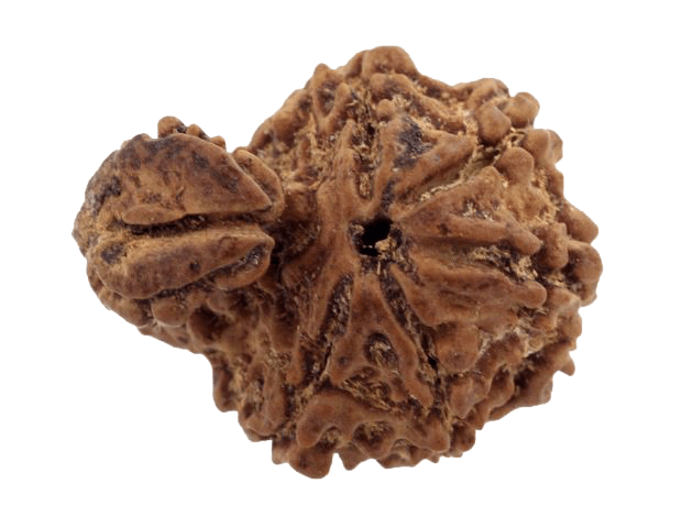 Ganesh Rudraksha - Divine Blessings of Lord Ganesha | Brahmatells - BrahmatellsStore