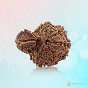 Ganesh Rudraksha - Divine Blessings of Lord Ganesha | Brahmatells - BrahmatellsStore