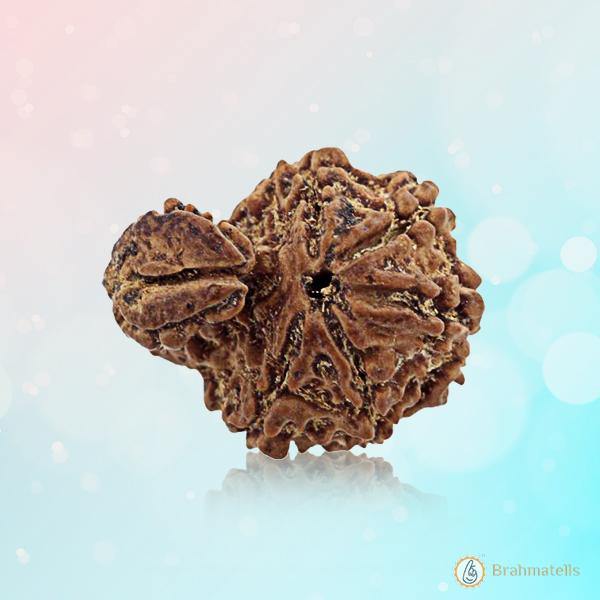 Ganesh Rudraksha - Divine Blessings of Lord Ganesha | Brahmatells - BrahmatellsStore