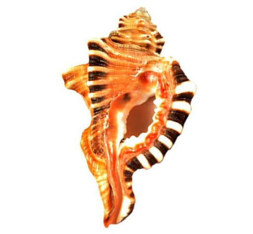 Ganesh Shell Shankh: Divine Conch for Prosperity & Protection | Brahmatells - BrahmatellsStore