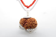 Garbh Gauri Rudraksha for Fertility | Enhance Wellness with Brahmatells - BrahmatellsStore