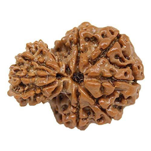 Garbh Gauri Rudraksha Java - Sacred Symbol of Maternal Harmony | Brahmatells - BrahmatellsStore