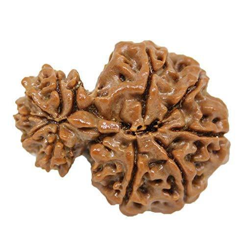 Garbh Gauri Rudraksha Java - Sacred Symbol of Maternal Harmony | Brahmatells - BrahmatellsStore